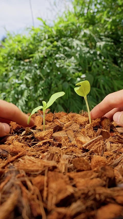 Vertical video. Bare Hands Tend Two Young Seedlings in Brown Mulch Outdoors, Low Stock Footage 340634278