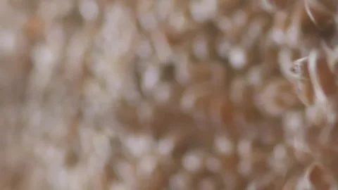 Vertical video. Barley grains falling on a pile. Pouring wheat. The concept of Stock Footage 267130427