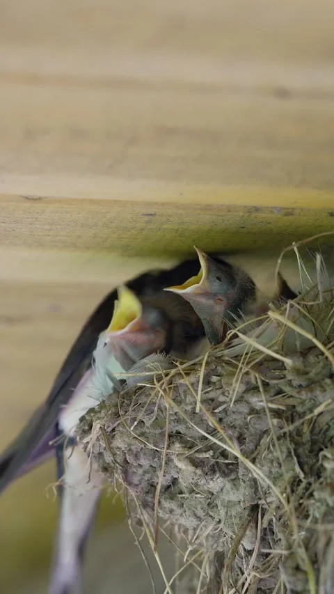 Vertical video of a barn swallow bird guards its hungry baby chicks begging Stockbeeldmateriaal 339827287