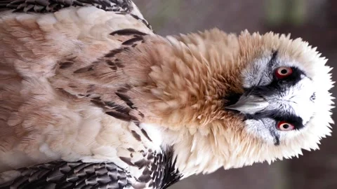 Vertical video, Beautiful bird with red eyes turns its head 360 degrees in zoo Stock Footage 205634395