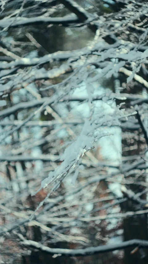 Vertical video of beautiful covered snow trees on calm sunny winter day Stock Footage 294035709