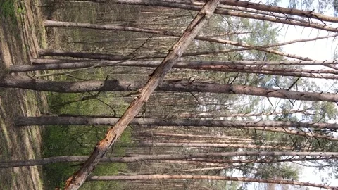 Vertical video of beautiful forest lands... | Stock Video | Pond5