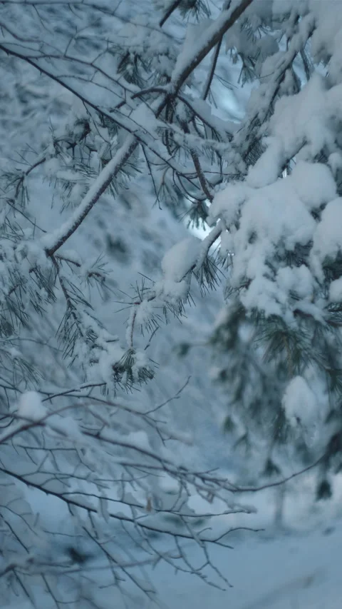 Vertical video of beautiful frozen forest with snow covered trees at winter Stock Footage 294034697