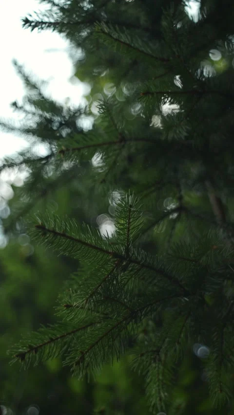 Vertical video of beautiful green spruce tree. Afforestation and forest concept Stock Footage 285708948