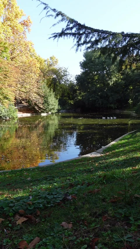 Vertical video of a beautiful pond surrounded by autumn trees Stock Footage 292439006