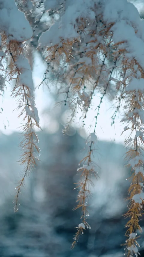 Vertical video of beautiful snow-covered larch on calm sunny winter day Stock Footage 294034700