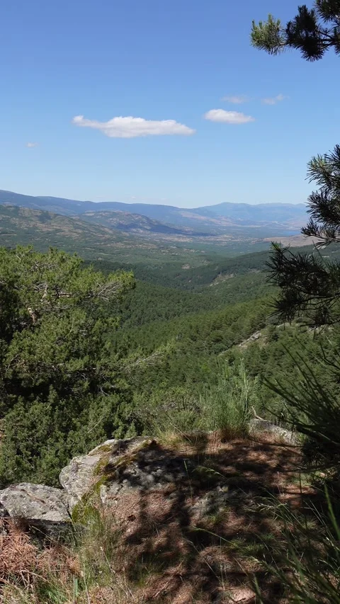 Vertical video of beautiful valley between pine trees Stock Footage 297083360