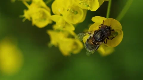 Vertical video bee collects pollen on a yellow flower Stock Footage 246958593