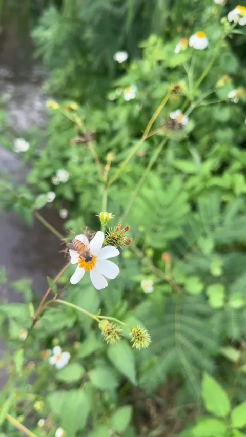 Vertical video of bee rests on white daisy with yellow center Stock Footage 318711794