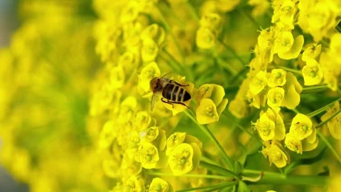 Vertical video bee on a yellow flower Stock Footage 246958504
