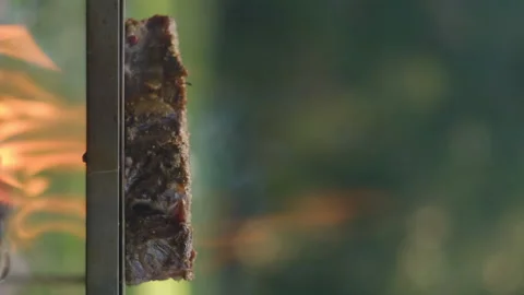 Vertical video of beef steak grilled on bonfire in nature camping at spring Stock Footage 271627057