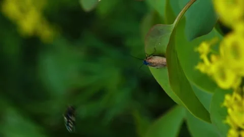 Vertical video beetle with big mustache on a leaf Stock Footage 246958571