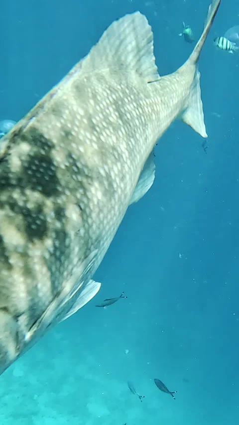 Vertical video. Bermuda chub fish swims in Red Sea Stock Footage 334458953