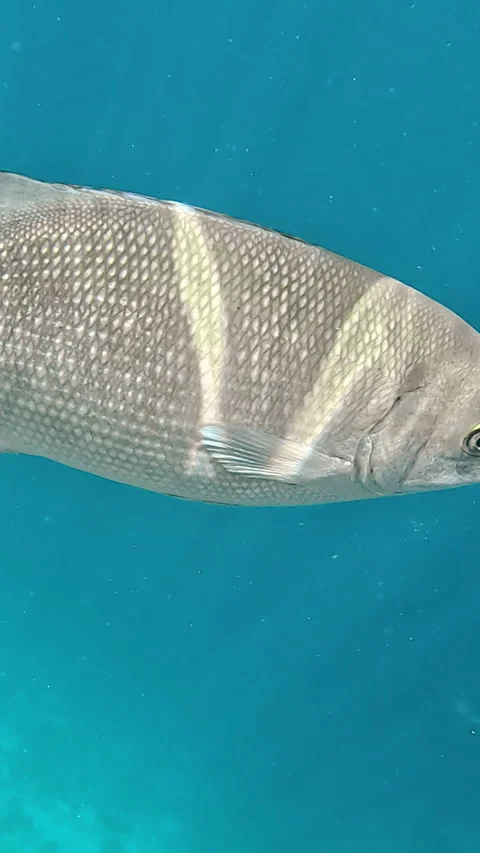Vertical video. Bermuda chub fish swims in Red Sea Stock Footage 334458964