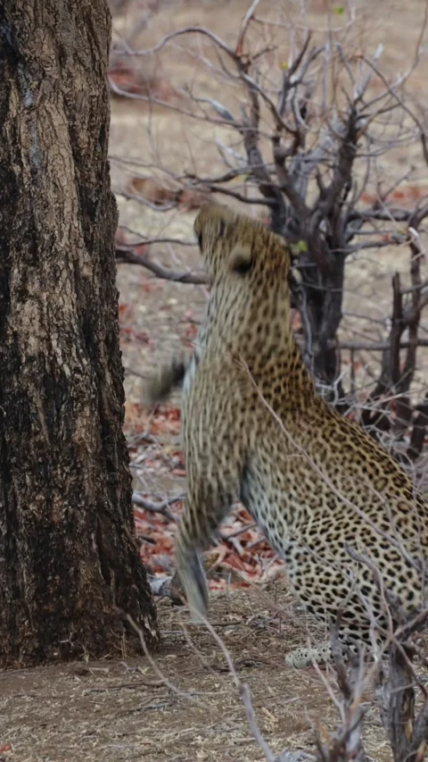 Vertical video - a big male leopard jumping into a tree. Stock Footage 285625544