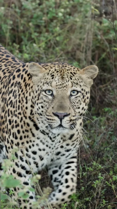 Vertical video, A big male leopard approaching Stock Footage 333574538