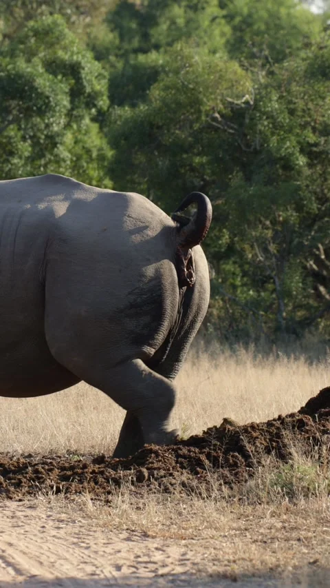 Vertical video, a big white rhino bull using his midden Stock Footage 310682156