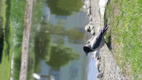 Vertical video of bird sits by the pond in 4k slow motion 60fps Stock Footage 233290225