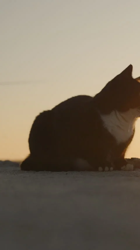 Vertical video. A Black And White Cat Sitting Calmly On A Pier In The Foreground Stock Footage 301363501