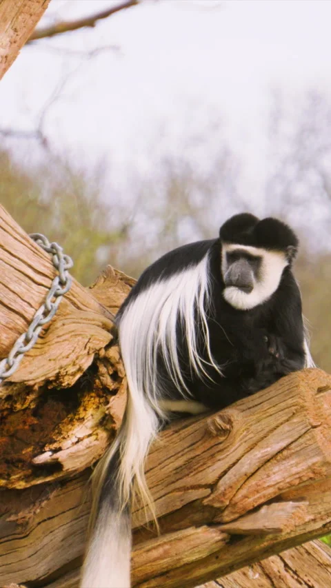 Vertical Video of Black and White Colobus Monkey fur in slow motion Stock Footage 333547623