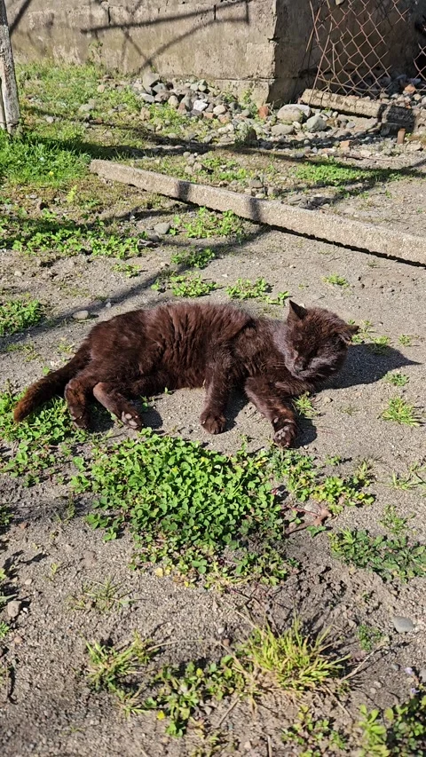 Vertical video of a black cat lying on grass sleeping peacefully 库存影片 333257019