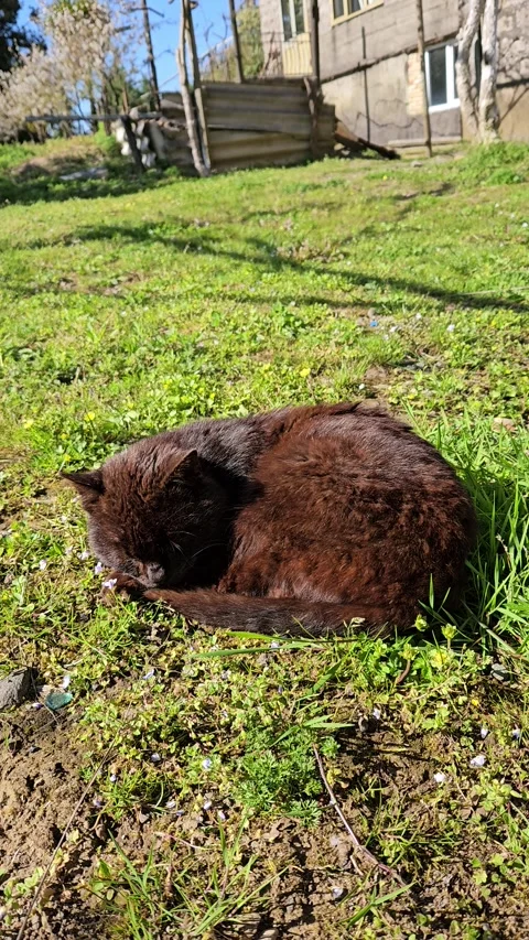 Vertical video of a black cat sleeping curled up on green grass Stock Footage 333256949