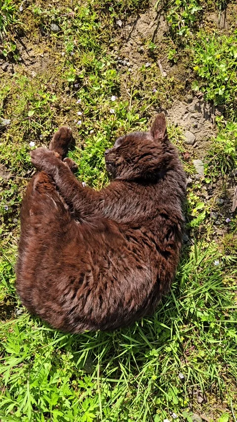 Vertical video of a black cat sleeping in a cute curled pose 動画素材 333256973