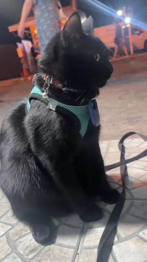 Vertical video of black cat in teal harness sitting sideways Stock-Footage 325417382