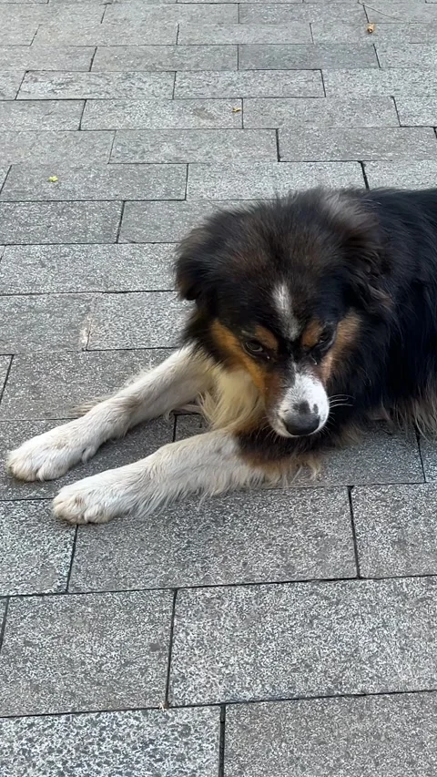 Vertical video. Black dog with white paws lies on pavement tiles Video stock 291921963