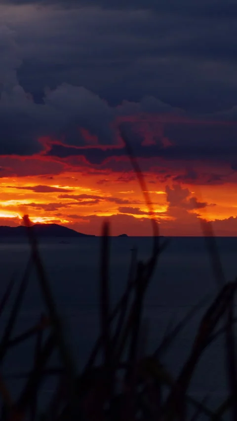 Vertical video. Blades of Grass in Foreground Framing a Dramatic Ocean Sunset Stock Footage 319488782