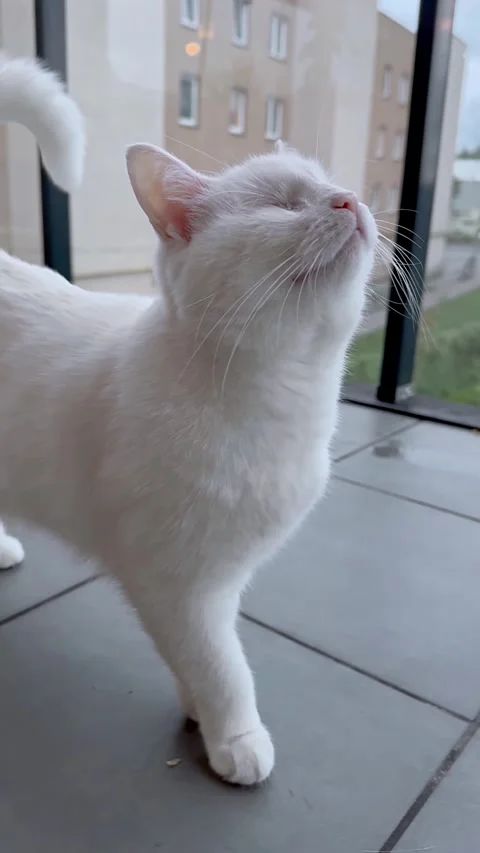 Vertical video Blind White Cat Without Eyes Navigating with Ease Stock Footage 308625097