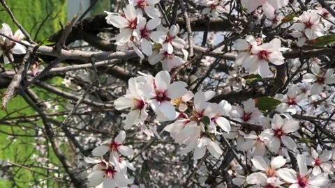 Vertical video of blooming almond tree, springtime bloom Video stock 148272468