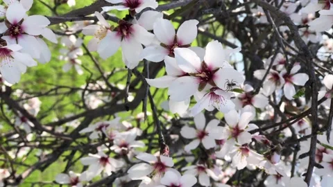 Vertical video of blooming almond tree, springtime bloom Stock Footage 148273123