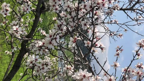 Vertical video of blooming almond tree, springtime bloom Stock Footage 148273156