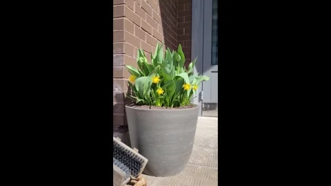 Vertical video blooming daffodils in flowerpot Stock Footage 307323601