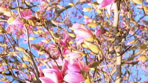 Vertical video blooming magnolia Stock Footage 149253312