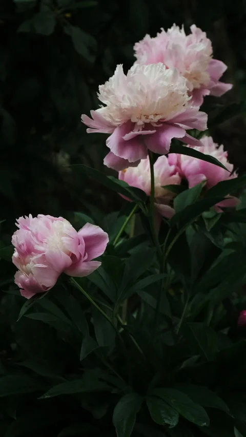 Vertical video. Blooming pink peonies in summer garden Stock Footage 340335570