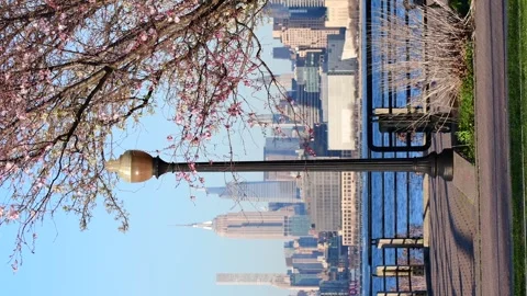 Vertical video of blooming tree on Manhattan skyline background Stock Footage 255662526