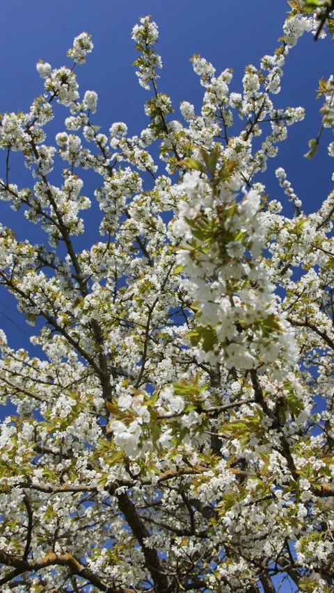 Vertical video. Blossomed cherry branches with white flowers. Stock Footage 303619672