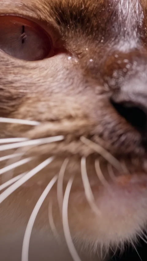 Vertical video. Blue Eyed Cat Licks Its Nose Against a Black Background, Showing Stock Footage 341420778