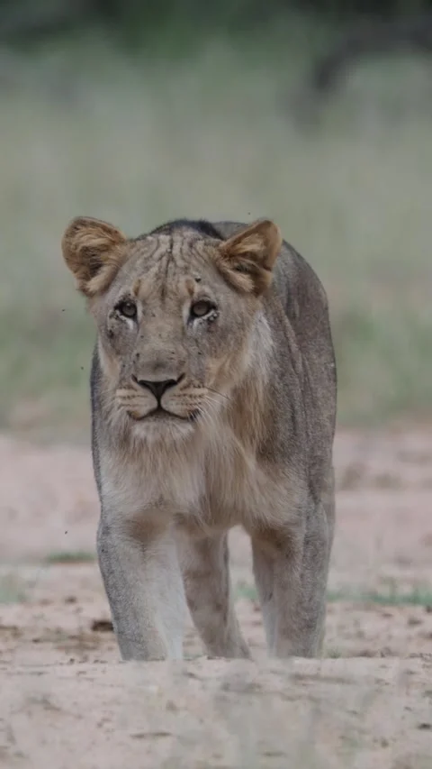 Vertical video, blue wildebeest snorting at lions 動画素材 328397715