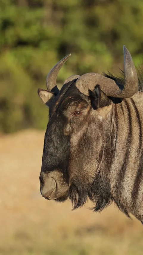 Vertical video, Blue wildebeest snorting 動画素材 335018970