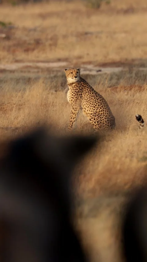 Vertical video, blue wildebeest snorting at the cheetah 動画素材 339289135