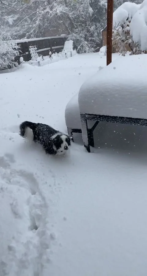 Vertical video of border collie dog playing in deep snow comes inside Stock Footage 221369622