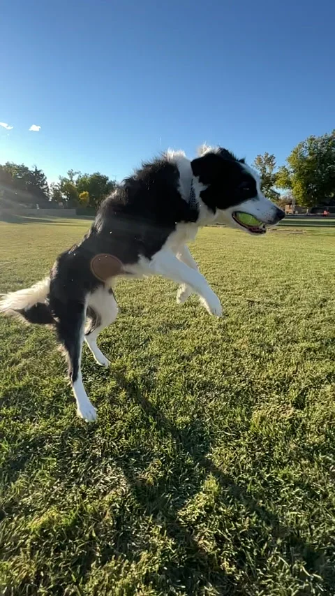 Vertical video of border collie jumping play ball at the park Video stock 223584095