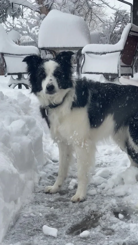 Vertical Video of Border Collie playing in deep snow Colorado Stock Footage 223581793