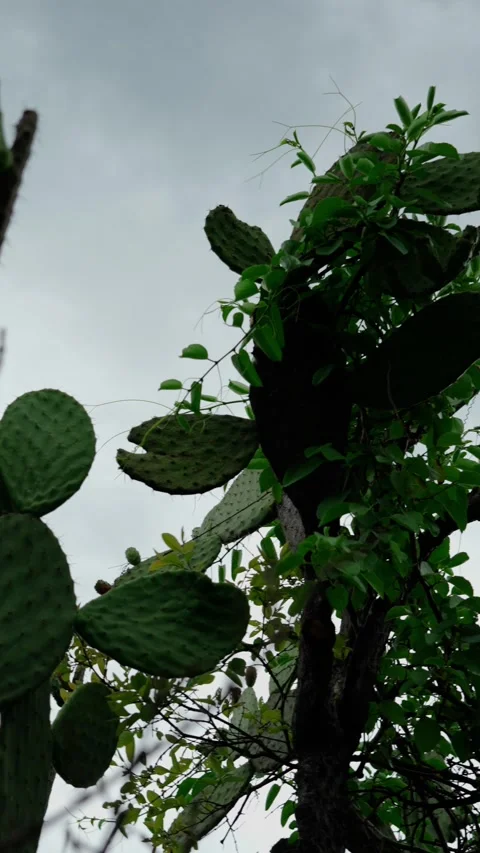 Vertical video, bottom-up view of a cactus with prickly pears and a cloudy sky Stock Footage 280632407