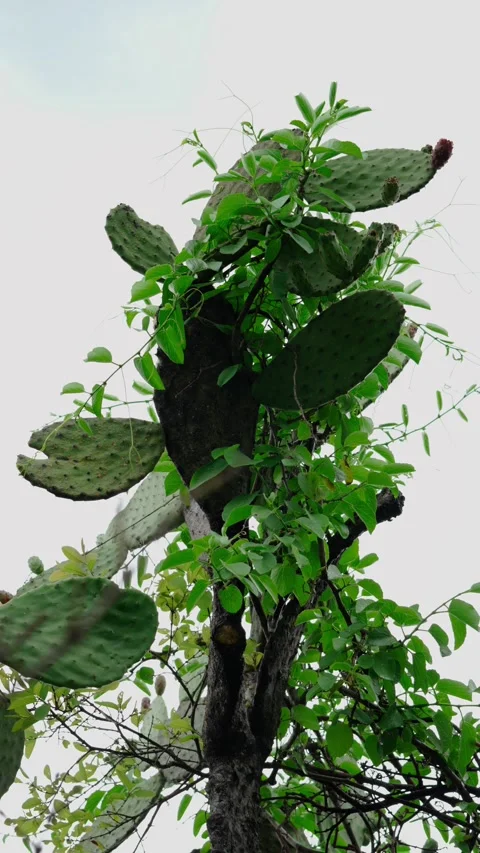 Vertical video, bottom-up view of a cactus with prickly pears Stock Footage 280632409