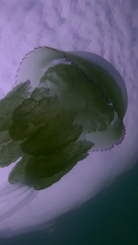 Vertical video, Bottom view of Jellyfish swims under surface of water on blue Stock Footage 305849322