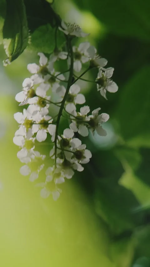 Vertical video. Branch with bird cherry blossoms. Spring nature background. Stock Footage 336388407